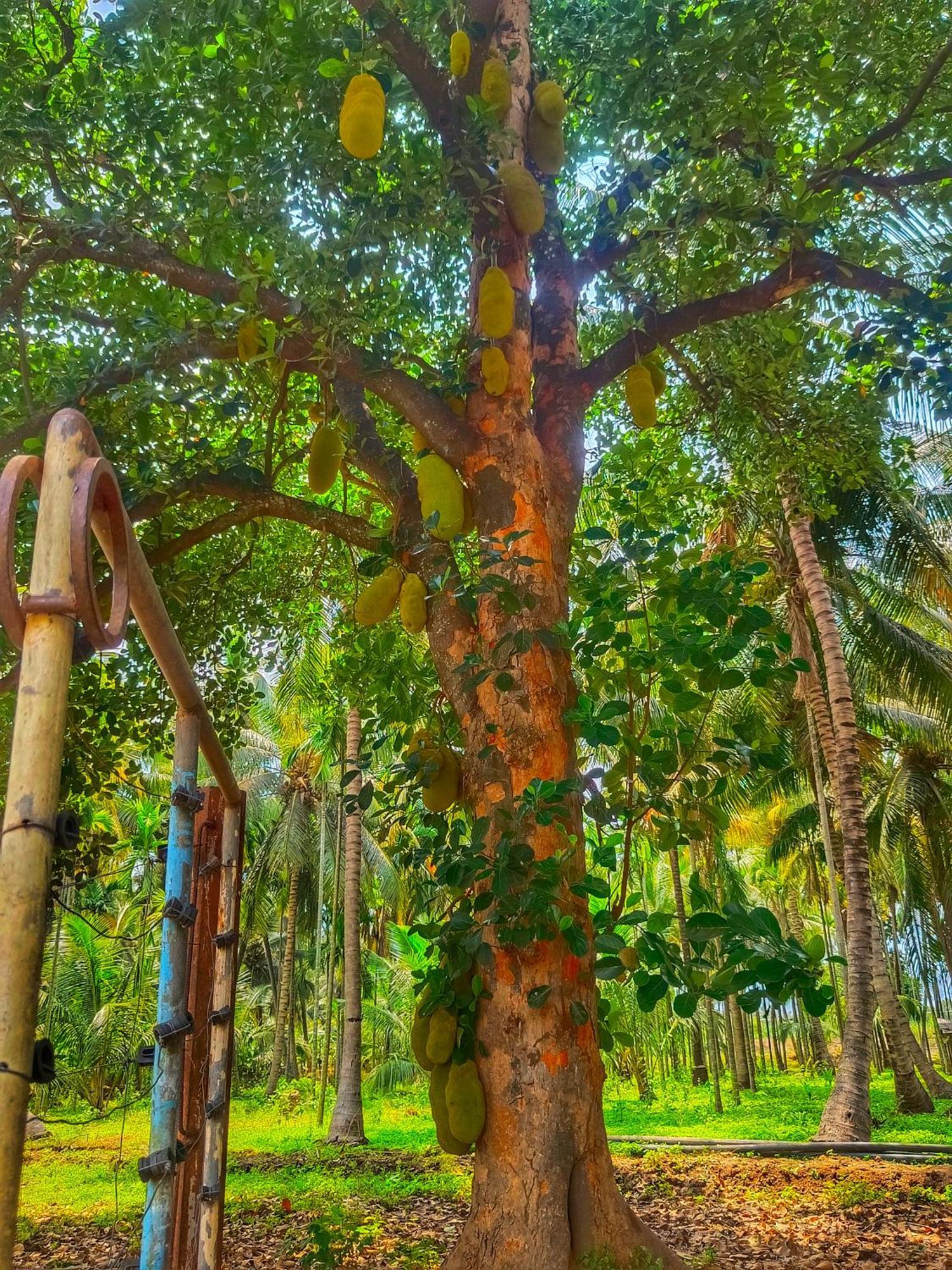 Shivalaya Farmstay Located Amdist Coconut Farm With River Access Near Isha,Adiyogi,Siruvani Alandurai Экстерьер фото